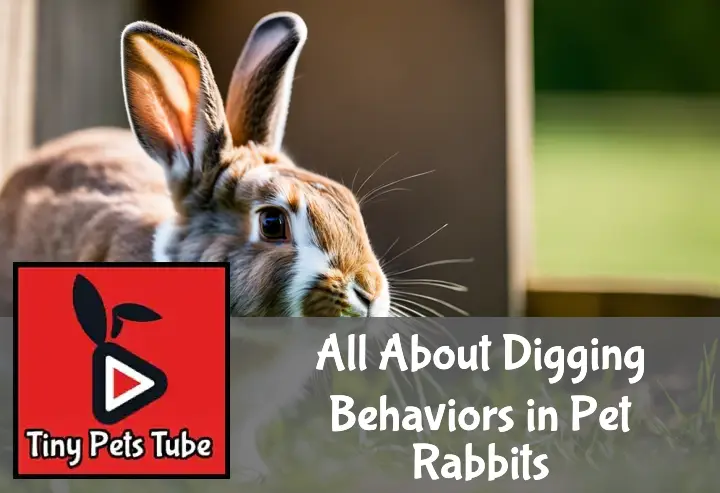 Why Do Rabbits Dig Holes?