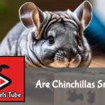 A chinchilla actively engages with a puzzle toy in a well-lit, safe indoor environment, showcasing its curiosity.