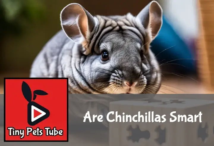 Are Chinchillas Smart?
