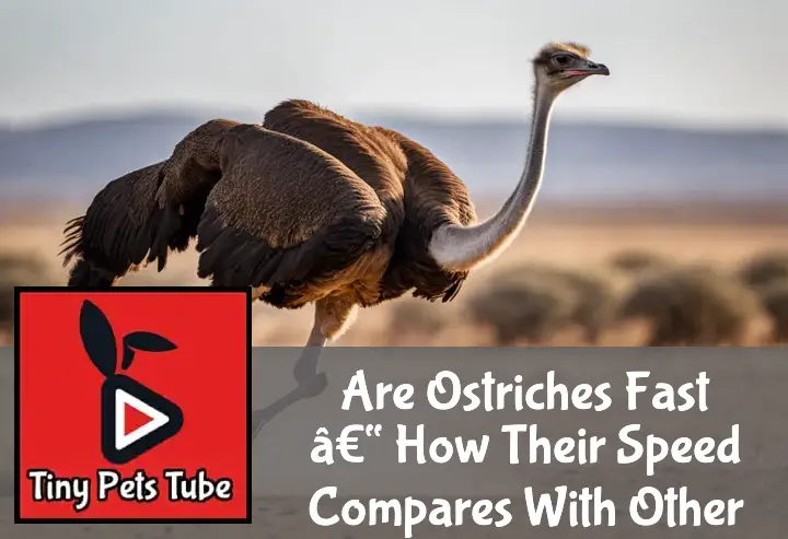 Are Ostriches Fast â€“ How Their Speed Compares With Other Creatures