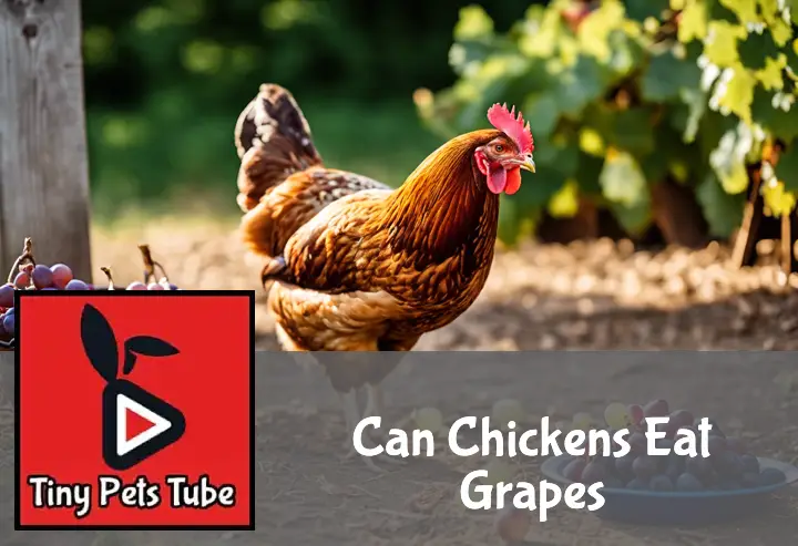 Can Chickens Eat Grapes? Are They Safe?