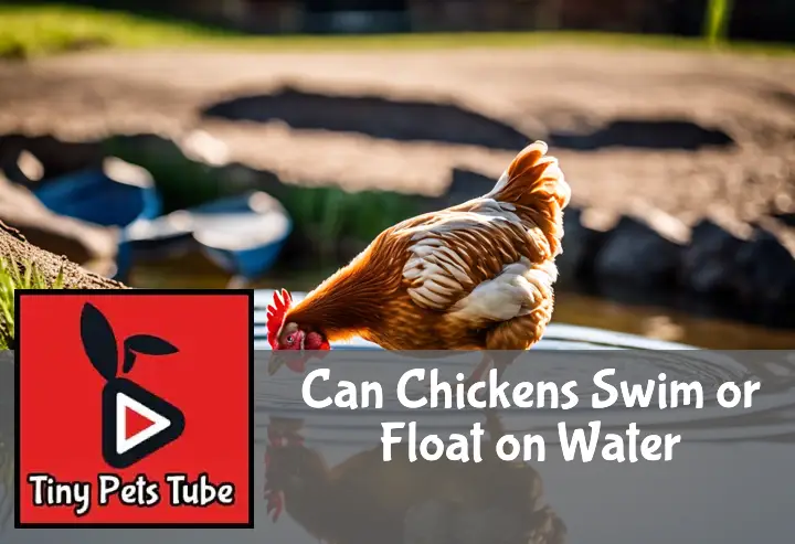 Can Chickens Swim or Float on Water?
