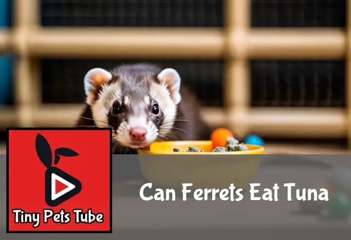 A curious ferret sniffs cautiously at a bowl of tuna in a well-lit, playful habitat designed for exploration.