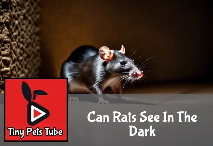 A cautious rat emerges into dim light, its eyes alert, highlighting its nocturnal vision in a shadowed scene.