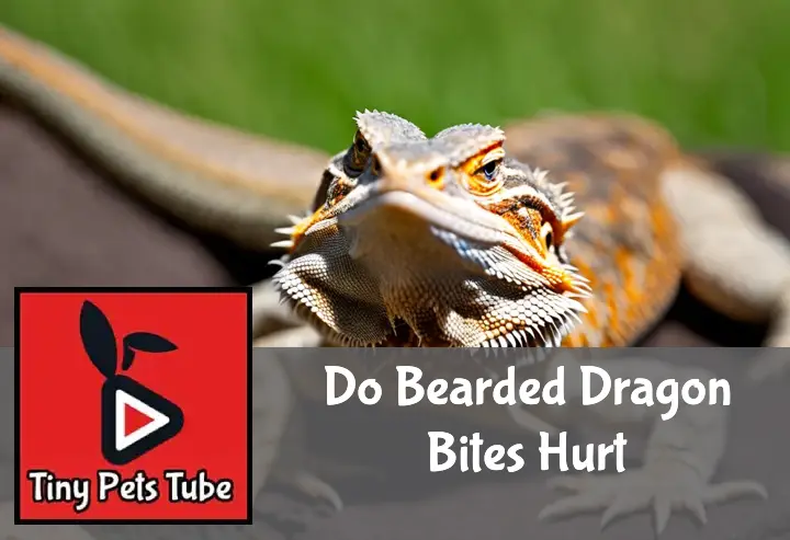 Do Bearded Dragon Bites Hurt?
