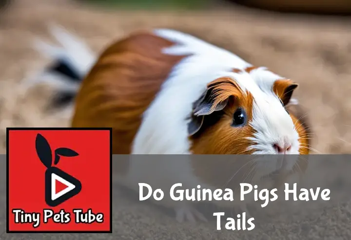 Do Guinea Pigs Have Tails? A Closer Look At Guinea Pig Anatomy