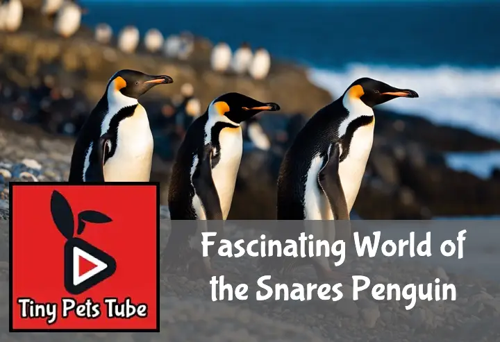 A group of Snares penguins on a rocky shore, showcasing their dense feathers and flippers against the ocean.