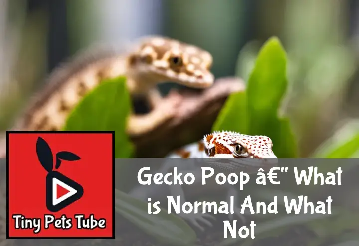Gecko Poop – What is Normal And What Not?