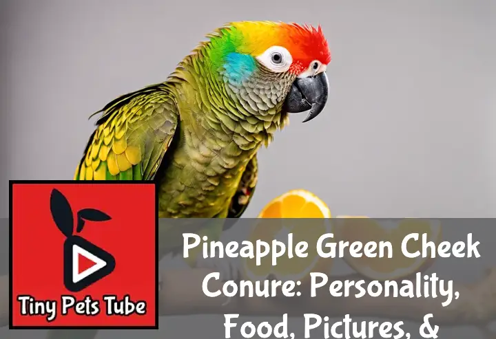 A Pineapple Green Cheek Conure perched on a branch, surrounded by fruits and toys in a well-maintained cage.