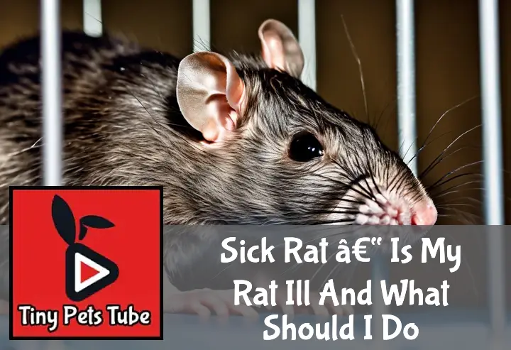 Is My Rat Ill And What Should I Do?