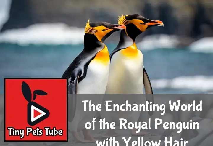 The Enchanting World of the Royal Penguin with Yellow Hair