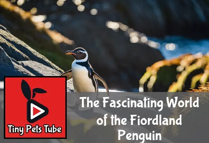 The Fascinating World of the Fiordland Penguin