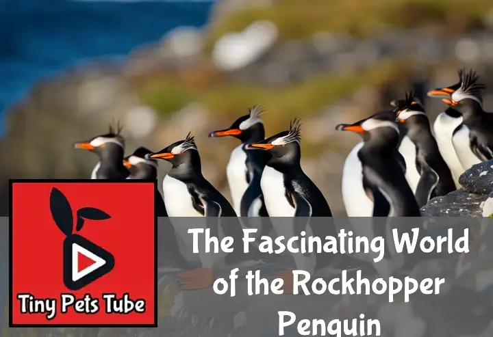 The Fascinating World of the Rockhopper Penguin