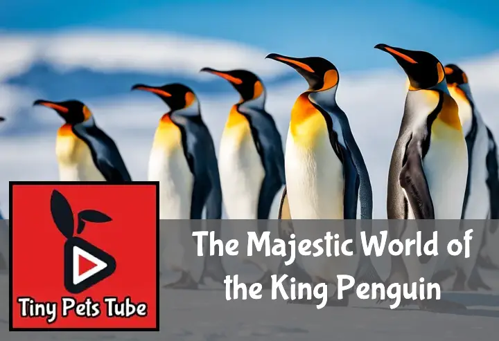 A group of King Penguins on snow, with a focus on one vibrant, majestic penguin against a clear blue sky.