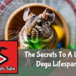Energetic degu exercises on a wheel in a cage filled with toys and healthy food.