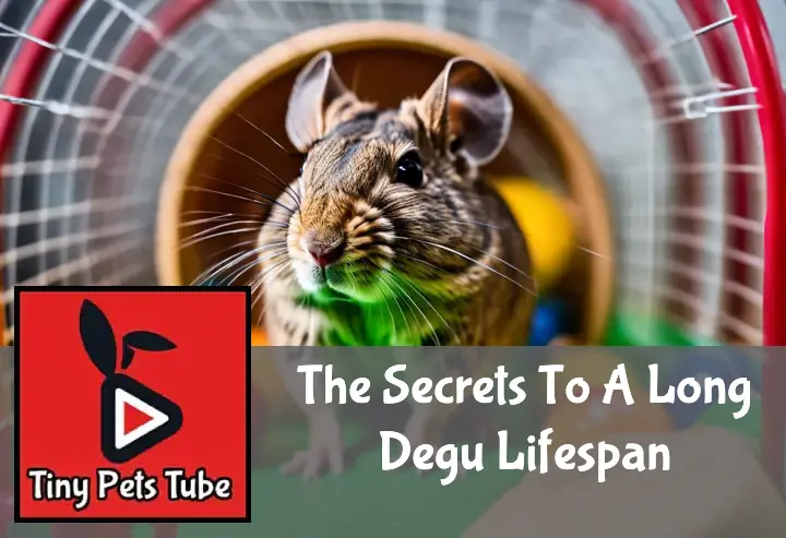 Energetic degu exercises on a wheel in a cage filled with toys and healthy food.