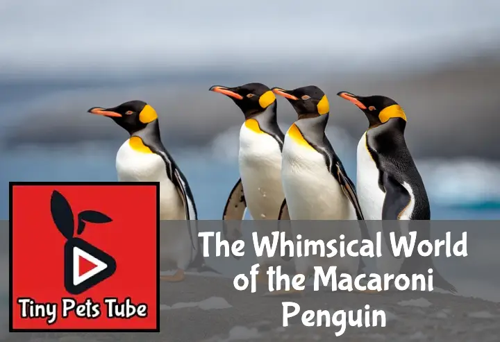 The Whimsical World of the Macaroni Penguin