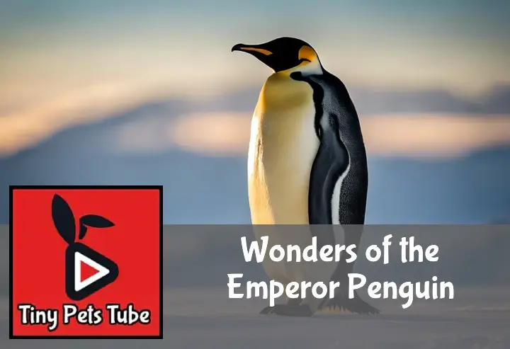 Wonders of the Emperor Penguin