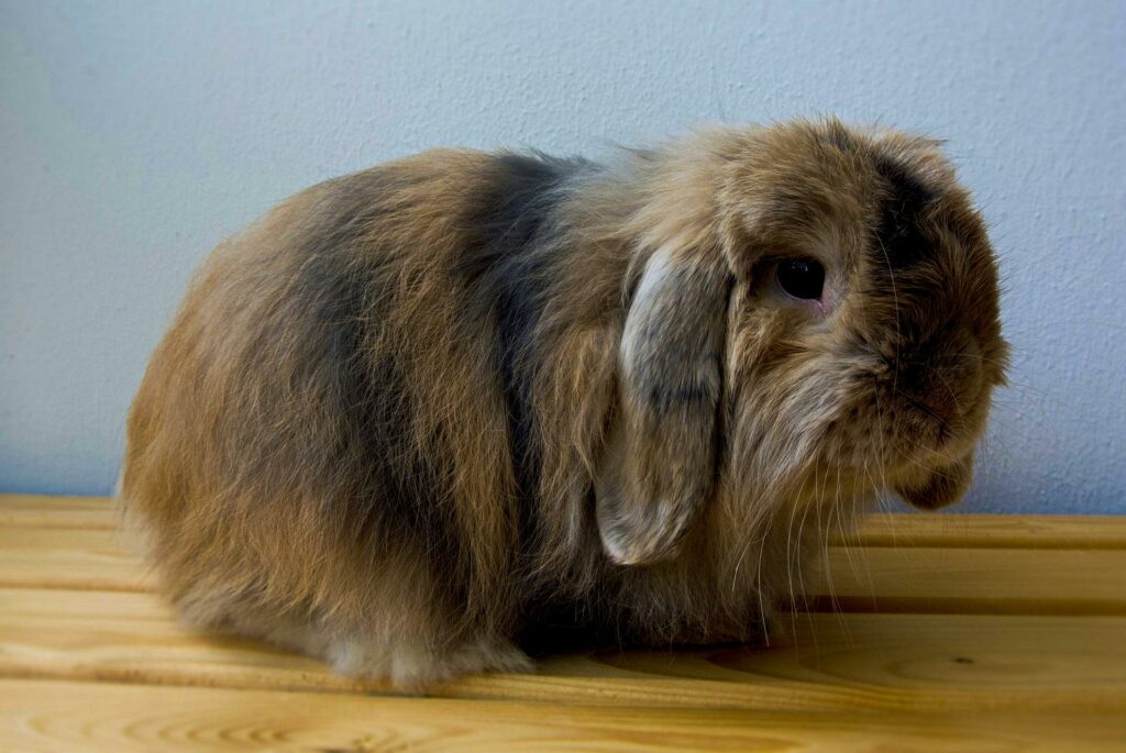 Cashmere lop rabbit breed