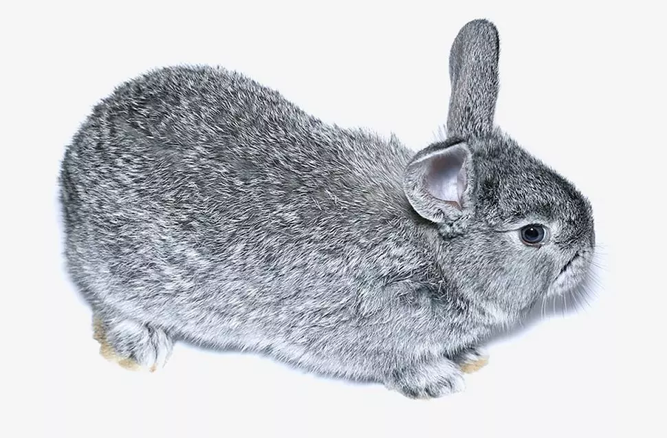 Chinchilla rabbit breed