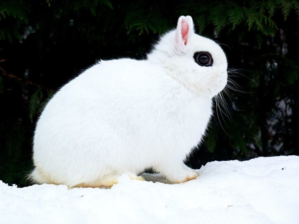 Dwarf hotot rabbit breed