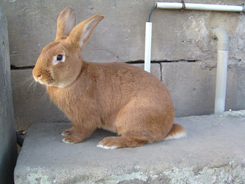 Fauve de Bourgogne rabbit breed