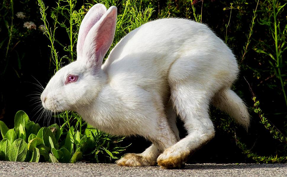 Florida white rabbit