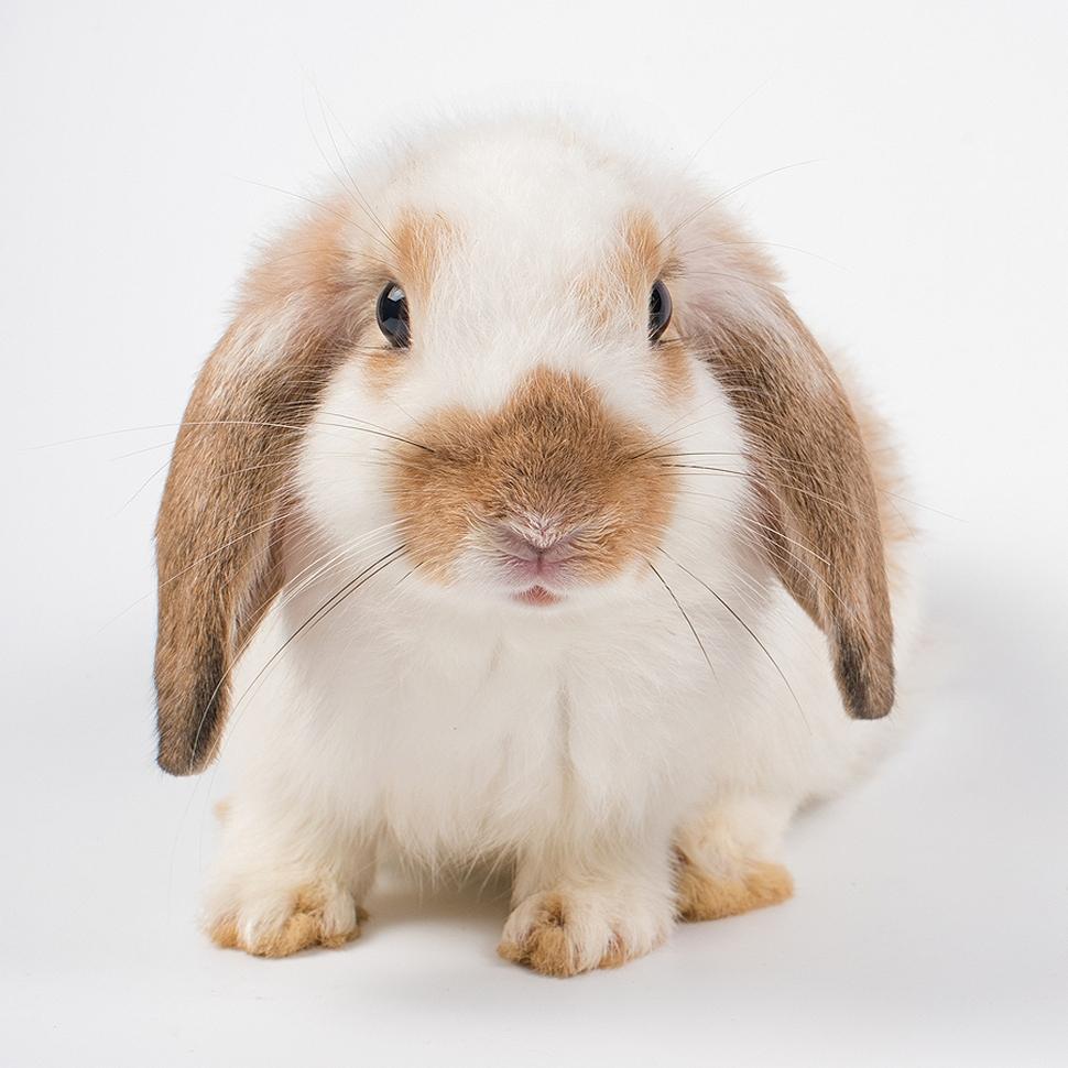French lop rabbit breed