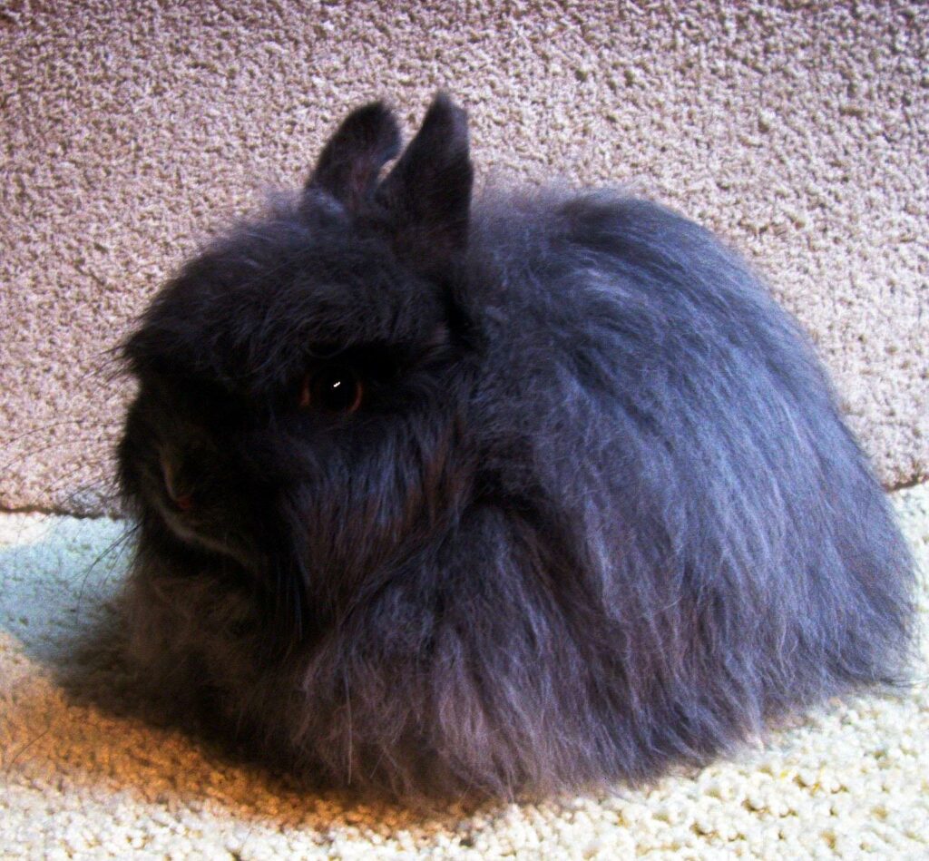 Jersey Wooly rabbit breed