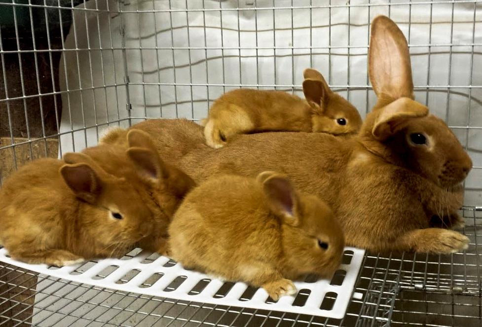 New Zealand rabbit breed