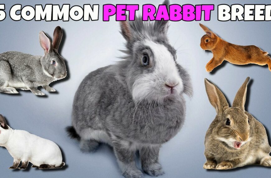 Pet rabbit breeds