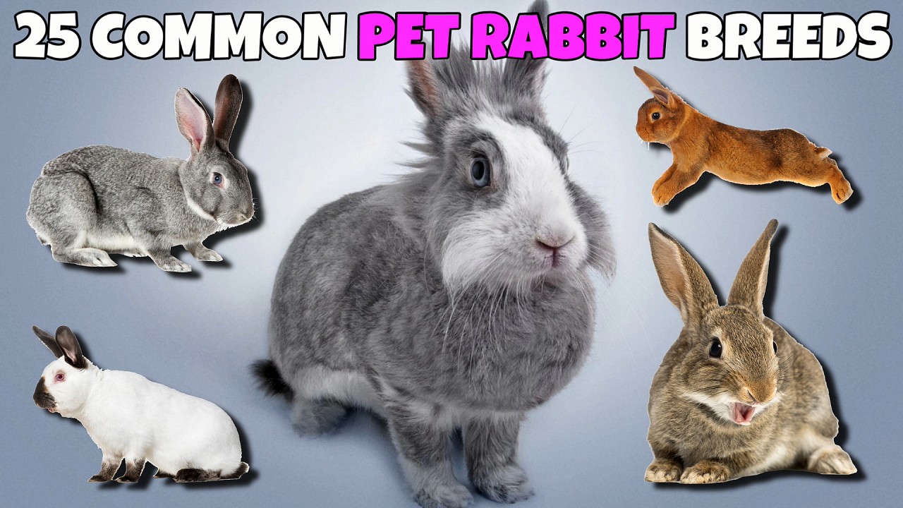 25 rabbit breeds with pictures