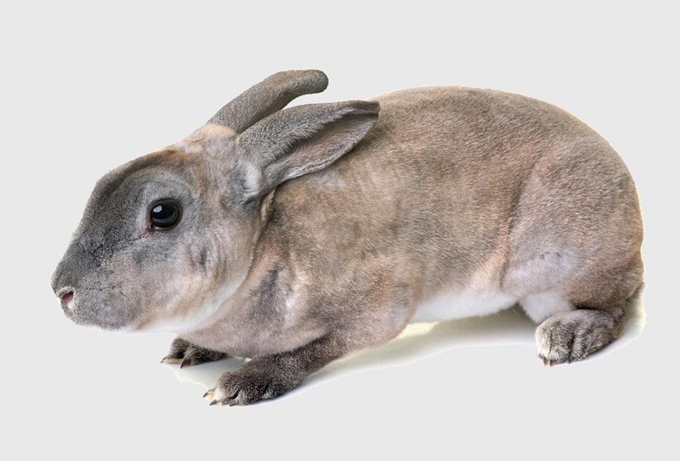 Rex rabbit breed